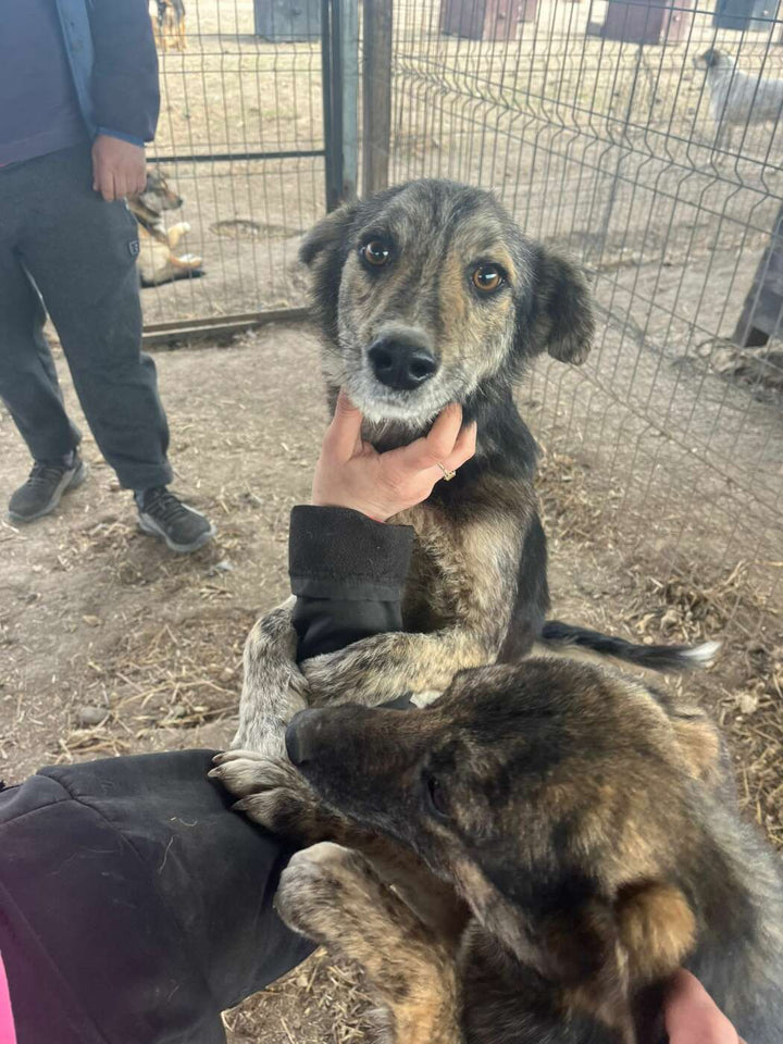 Puppy training guide