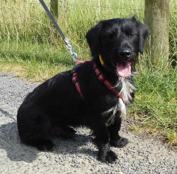 Puppy training guide