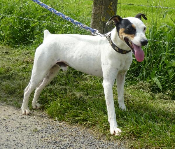 Puppy training guide