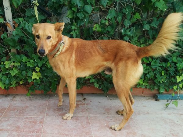 Puppy training guide